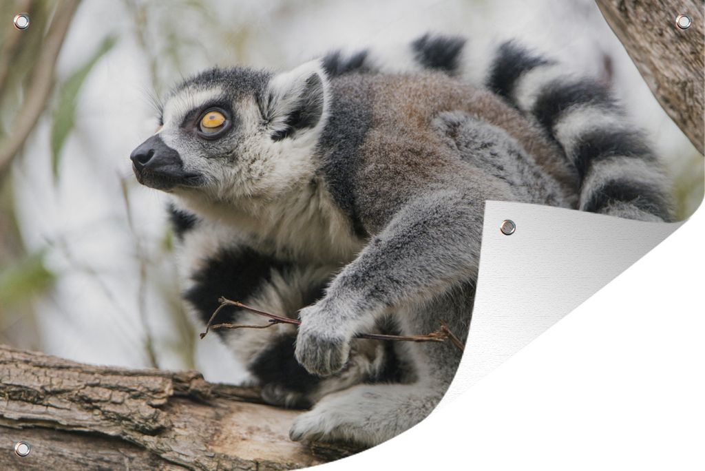 MuchoWow 60x40 cm Outdoor-Poster Gartendeko Sichtschutz Garten Poster für den Garten Affe - Baum - Ringelschwanzlemur