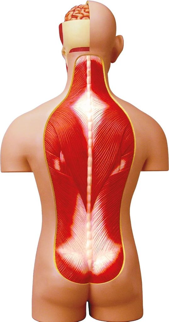 Anatomiemodell - Anatomisches Modell - Anatomie Torso