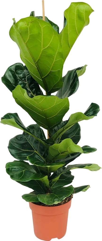 Figuier lyre : Grande plante verte d'intérieur dépolluante 100 cm