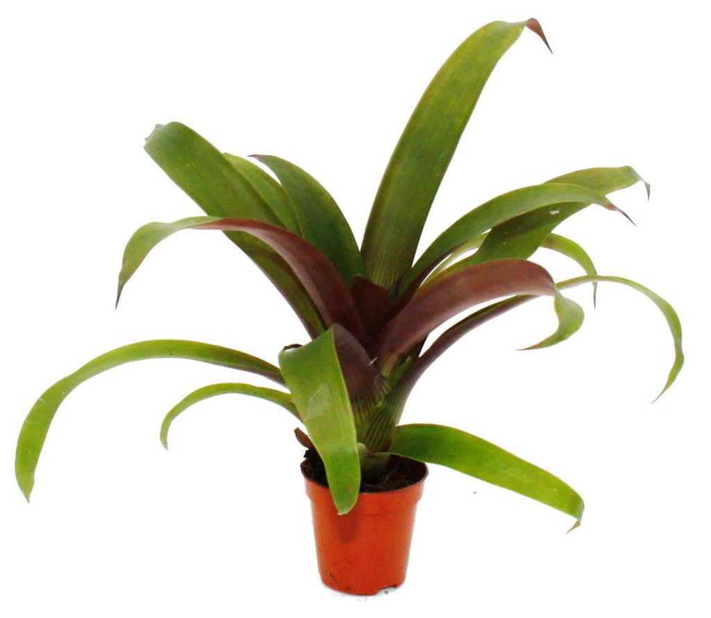 Mini-Bromelien-Set "Nature's Touch" - 4 Pflanzen mit