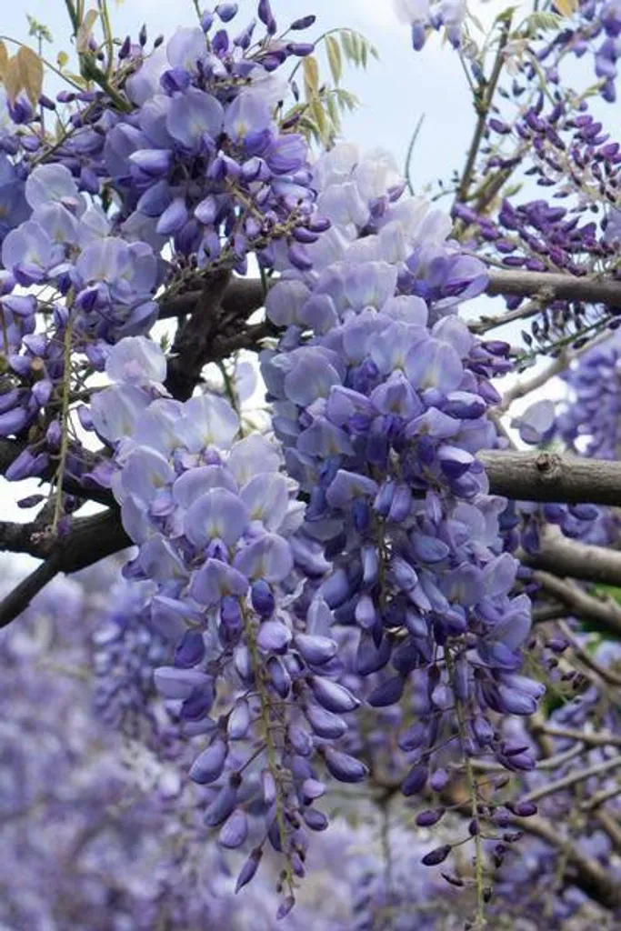Glycine chinoise pour Pergola et Mur - 2 Wisteria sinensis 65 cm