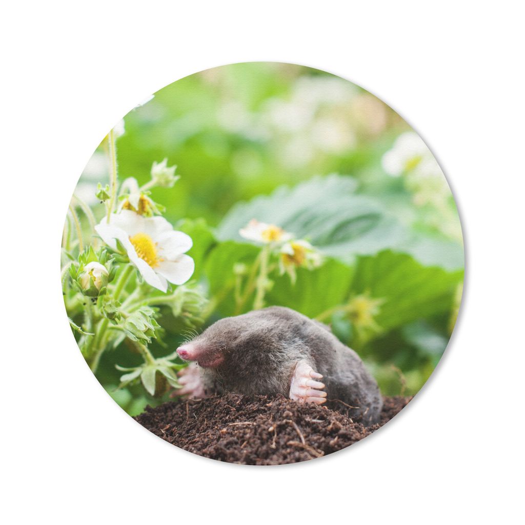 MuchoWow® Mauspad Mousepad Tier - Garten - Maulwurf 40x40 Produktbild 
