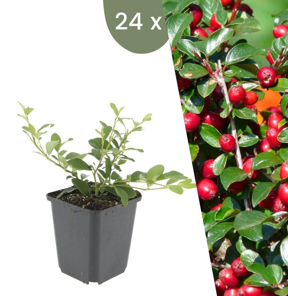 Plants by Frank | 24 Plantes de cotoneaster | Cotoneaster Image du produit 