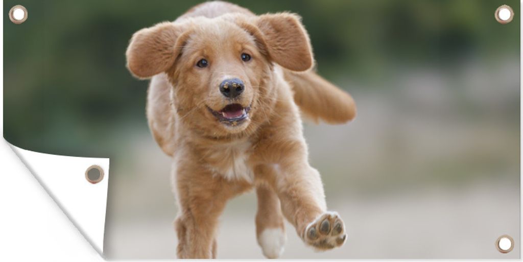 MuchoWow 80x40 cm Outdoor-Poster Gartendeko Sichtschutz Garten Poster für den Garten Ein Golden Retriever Welpe