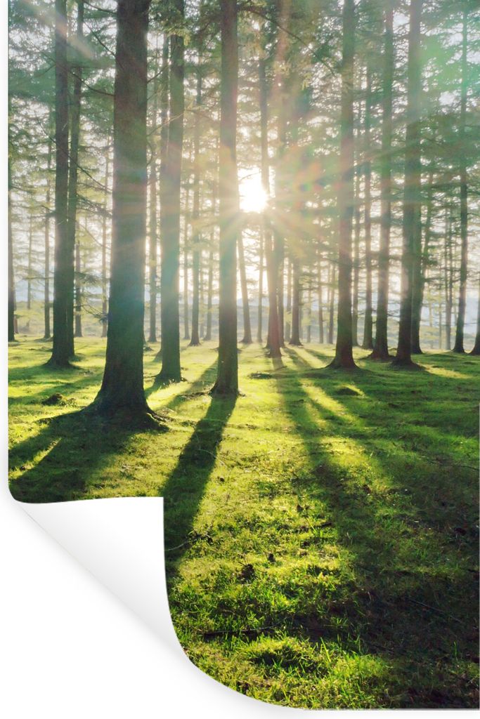 MuchoWow Wandtattoo Wandsticker Wandaufkleber Bäume - Natur - Wald 40x60 cm Selbstklebend und Repositionierbar - Wierderverwendbar - Selbstklebend