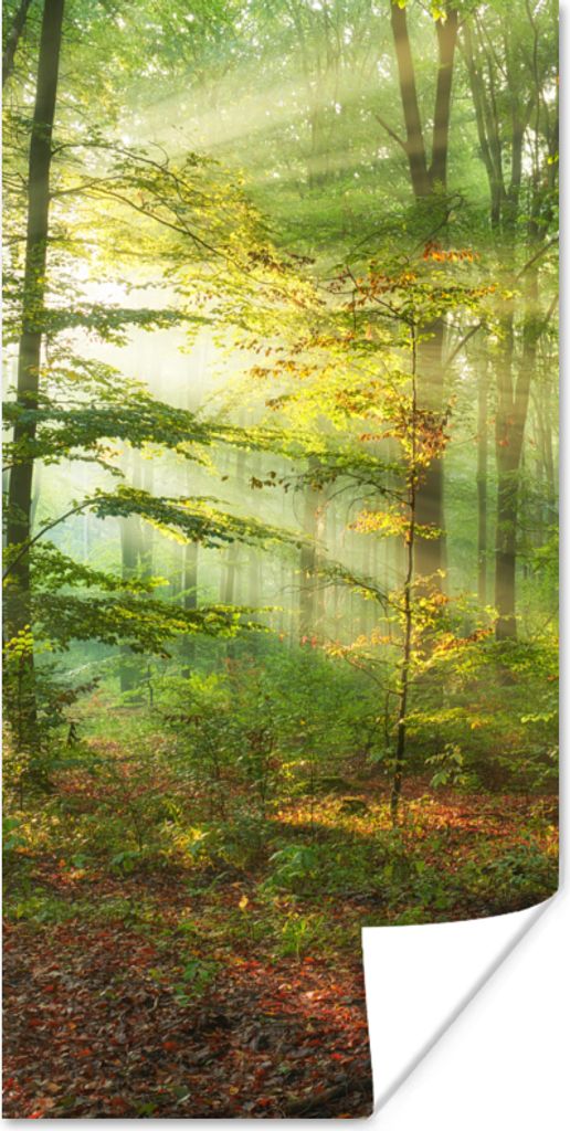 MuchoWow Poster Sonne - Wald - Bäume - Natur - Herbst 80x160 cm - Kinderzimmer