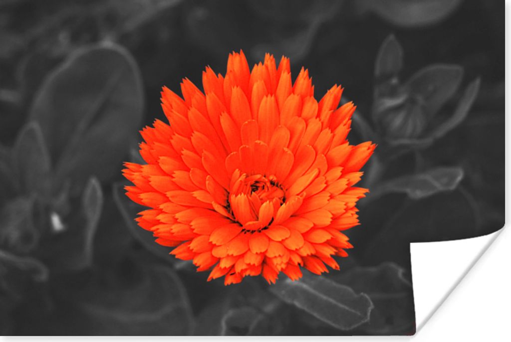 MuchoWow Poster Blumen - Orange - Schwarz - Weiß 180x120 cm - Fotoplakat