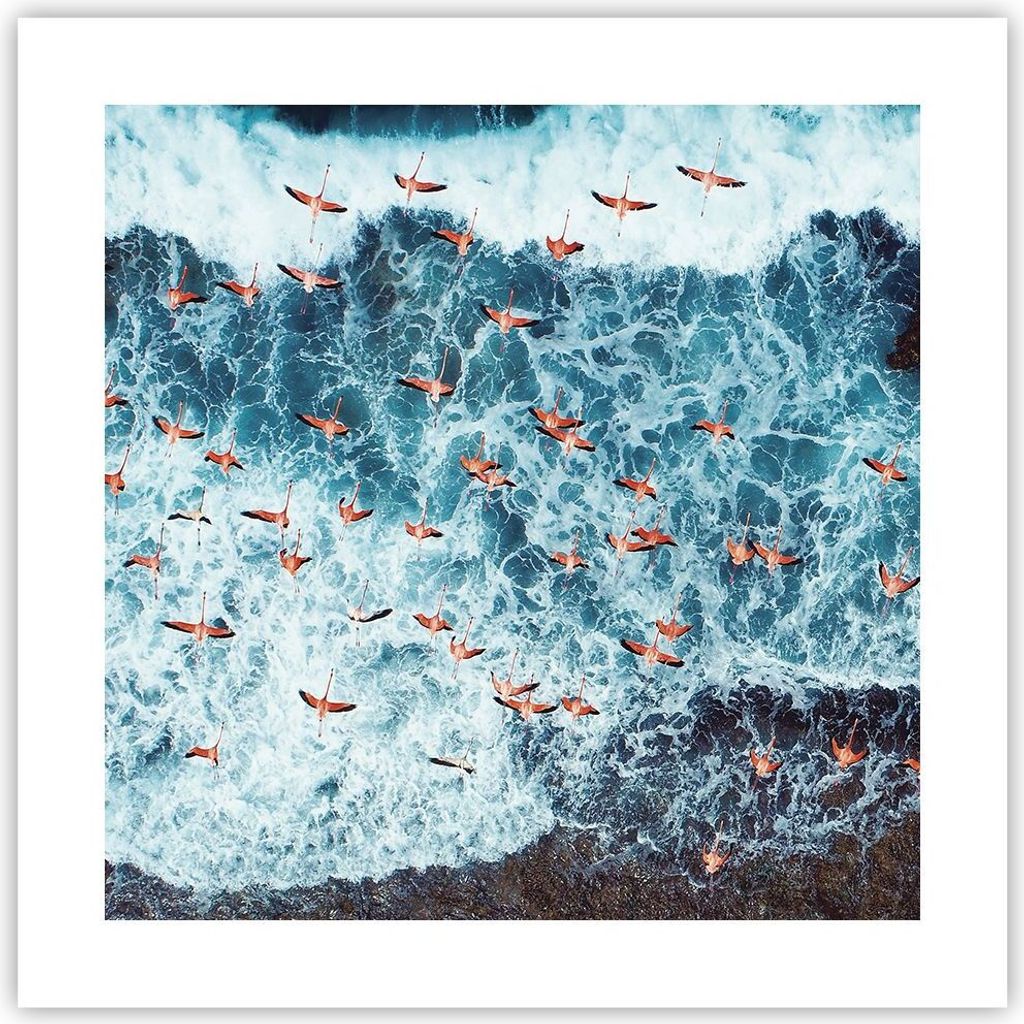 Poster - Poster ohne Rahmen - Flamingos Karibik Vögel - 40x40 cm - Wand Bild - Wanddeko - Wandbilder - Kunstposter - Wandposter - Bilder - Kunstdr...