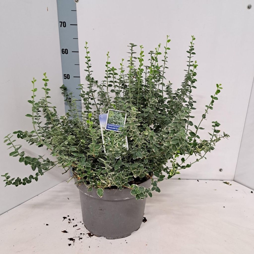 Euonymus fort. 'Emerald Gaiety' - Spindelstrauch | 40-45 cm im Topf