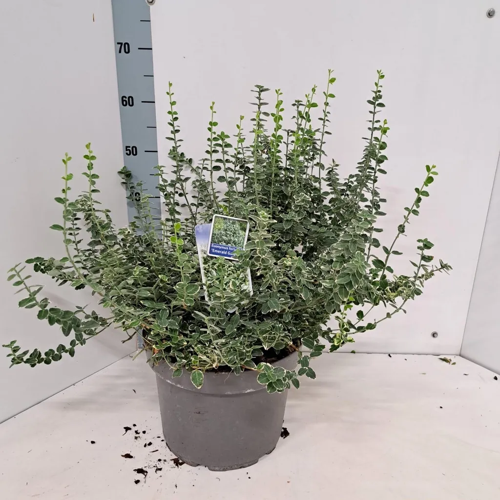 Euonymus fortunei Emerald Gaiety - Fusain panaché en pot de 40-45 cm