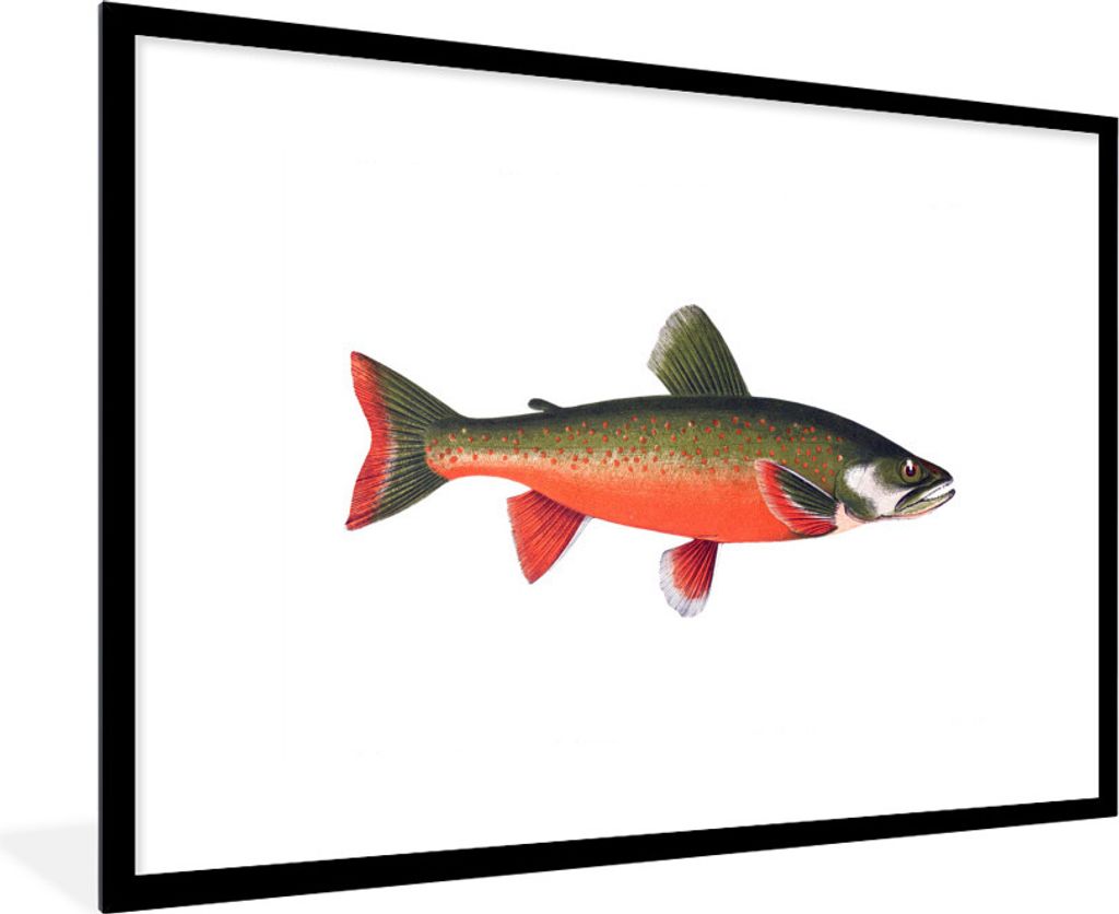 MuchoWow MuchoWow Gerahmtes Poster Fisch - Rot - Lachs 90x60 cm - Poster mit zchwarzem Bilderrahmen - Wanddekoration - Fotos