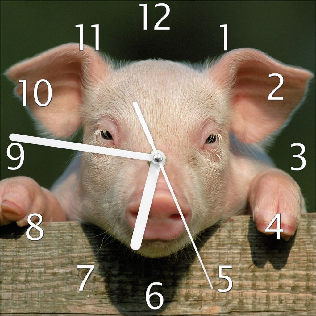 Wallario Design Wanduhr Süßes Ferkel auf dem Bauernhof in Nahaufnahme aus Echtglas, Größe 20 x 20 cm