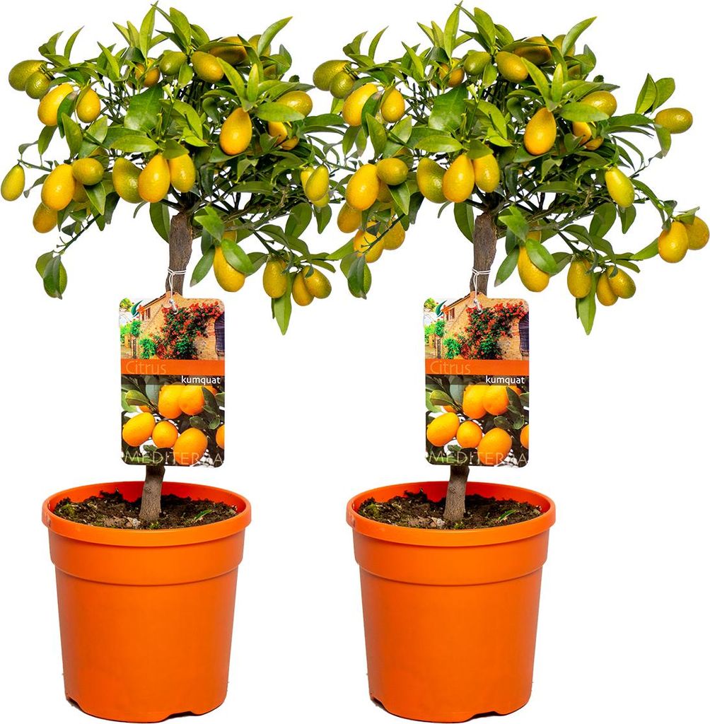 Bloomique - 2er-Set - Citrus Kumquat - Zwergorange - Orangenbaum - Zitrusbaum - Obstbaum - Gartenpflanzen - 50-70 cm Hoch - Topf 19 cm