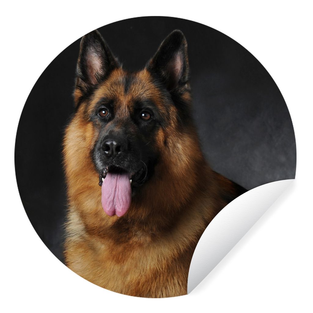 MuchoWow Runde Wandtattoo - Wandsticker Tapete Aufkleber Porträt eines Deutschen Schäferhundes mit schwarzem Hintergrund Ø 30 cm Selbstklebend...