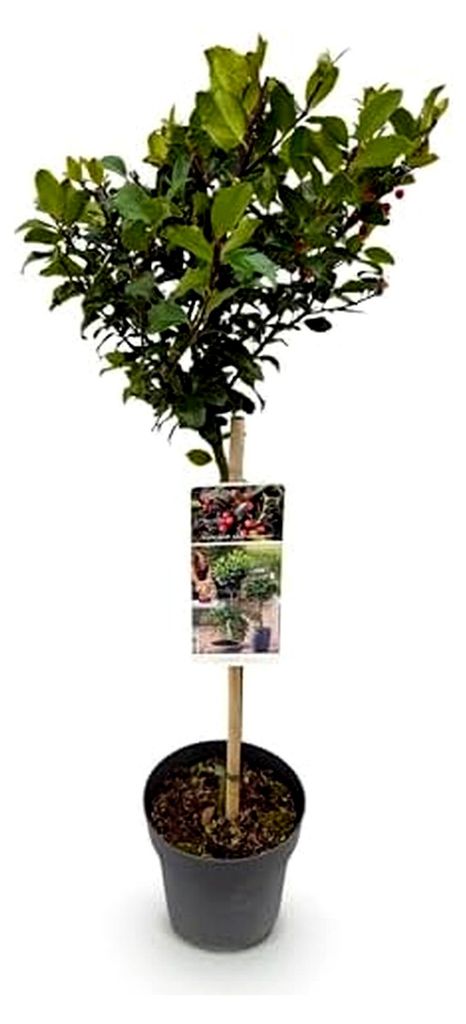 Gartenpflanze - Ilex meserveae Blue Maid - Stamm-Pflanze - Terrassenpflanze - Laubabwerfend - Pflegeleicht - Topf 19cm Höhe 90cm