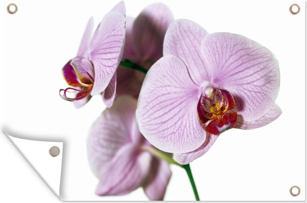 MuchoWow 90x60 cm Outdoor-Poster Gartendeko Sichtschutz Garten Poster für den Garten Rosa Orchideenblüte