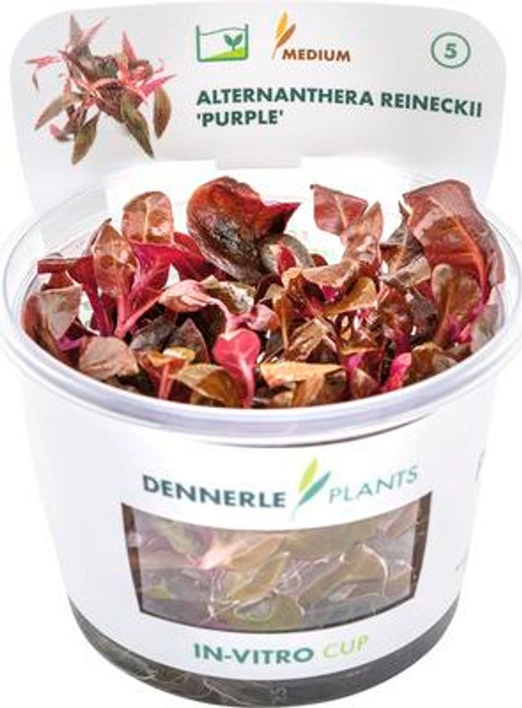 Lilafarbenes Papageienblatt - Alternanthera reineckii Lila In-Vitro