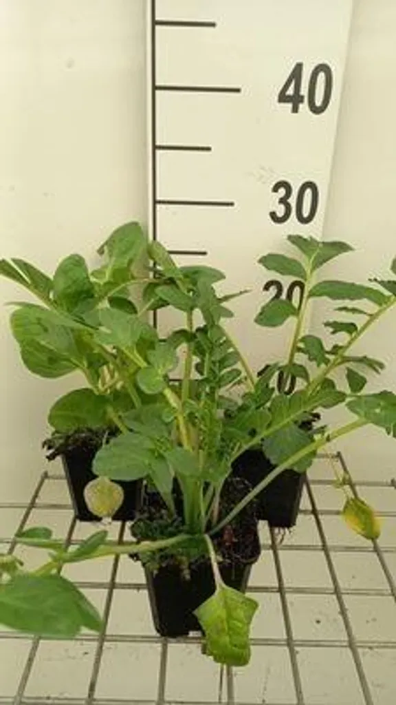 Gloxinia de Jardin Blanc Snowtop - Lot de 6 Incarvillea en Pot de 9cm