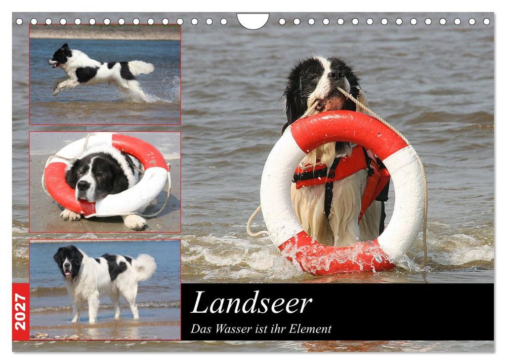 Landseer - Das Wasser ist ihr Element (Wandkalender 2027 DIN A4 quer), CALVENDO Monatskalender