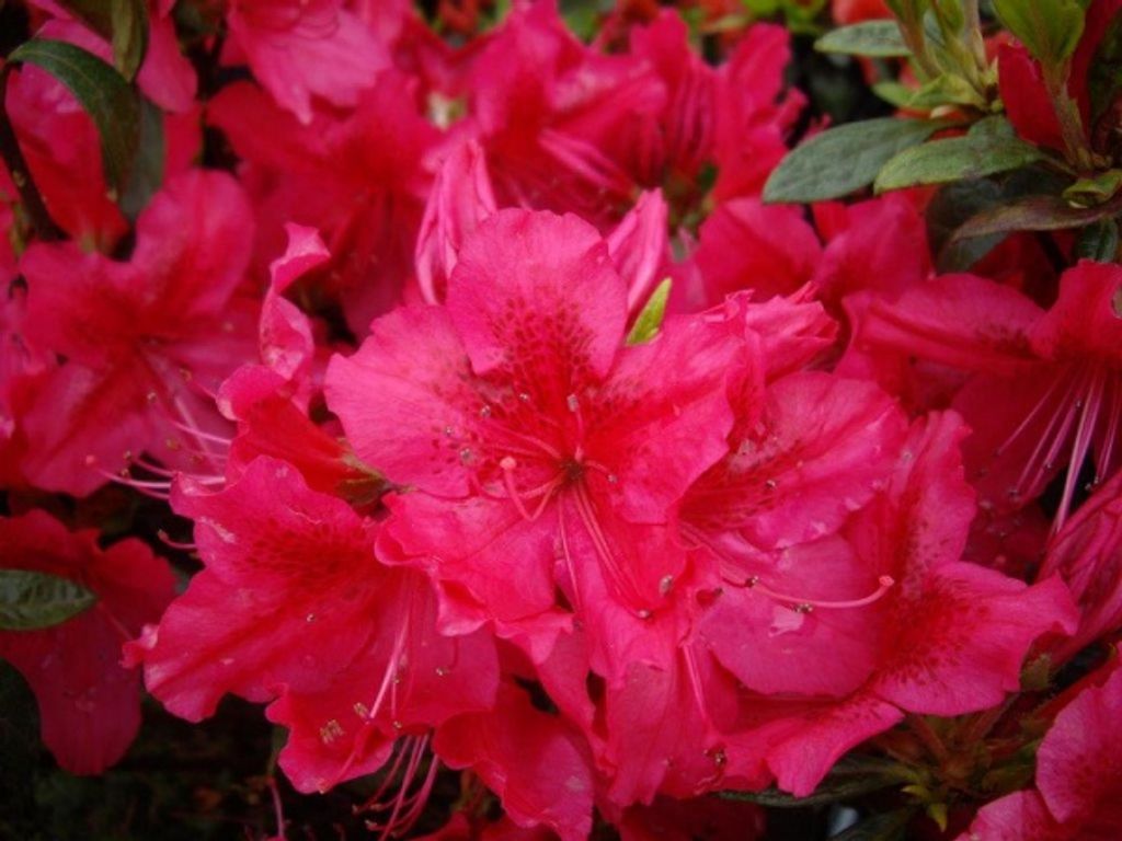 Japanische Azalee Stopplicht - Rhododendron obtusum Stopplicht - 30-40cm