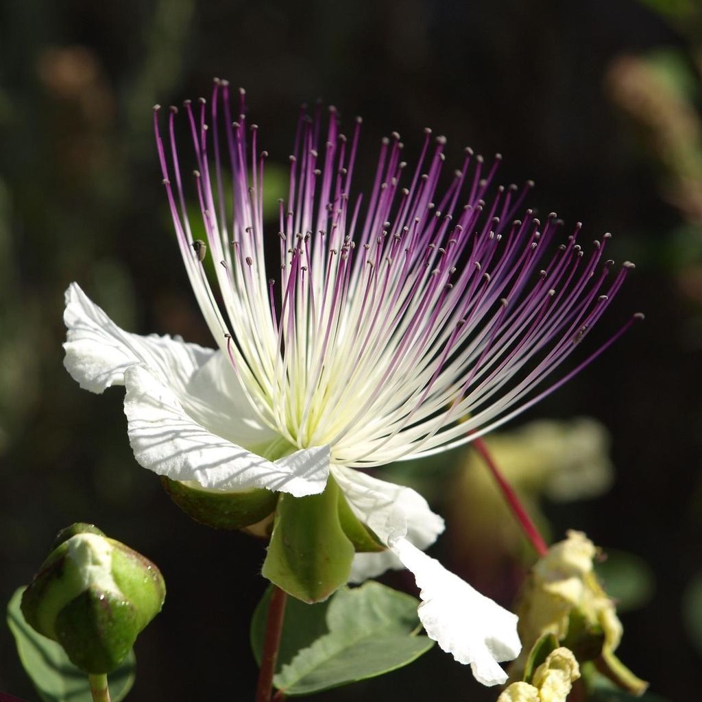 Kapary (Capparis spinosa)  – 20 semen Obrázek produktu 