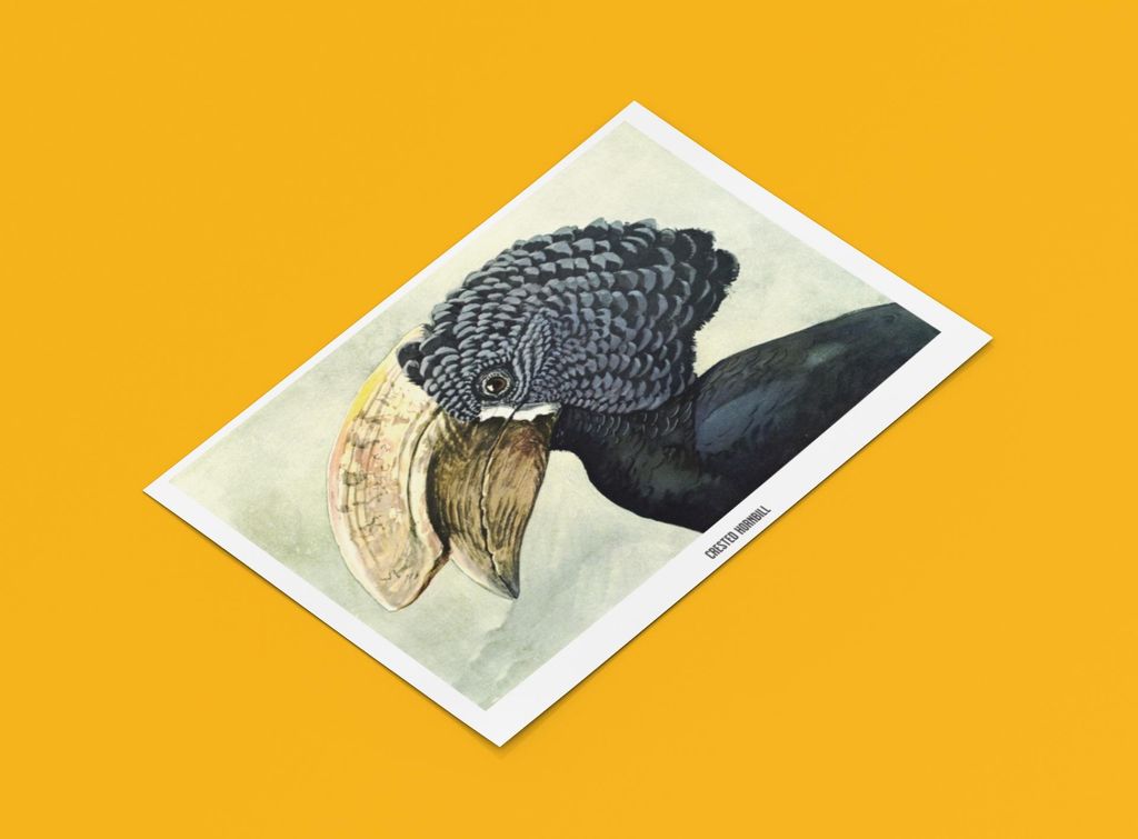 Nashorn Vogel Poster | Größe in cm: 100 x 70