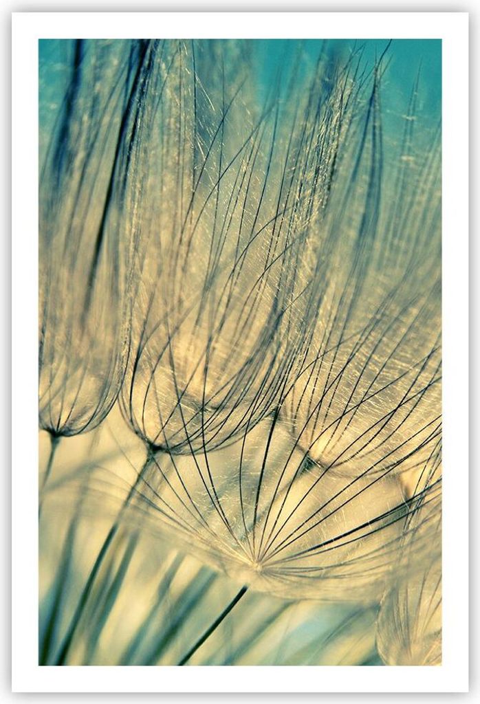 Poster - Poster ohne Rahmen - Löwenzahn Makro Löwenzahn - 61x91,5 cm - Wand Bild - Wanddeko - Wandbilder - Kunstposter - Wandposter - Bilder - Ku...
