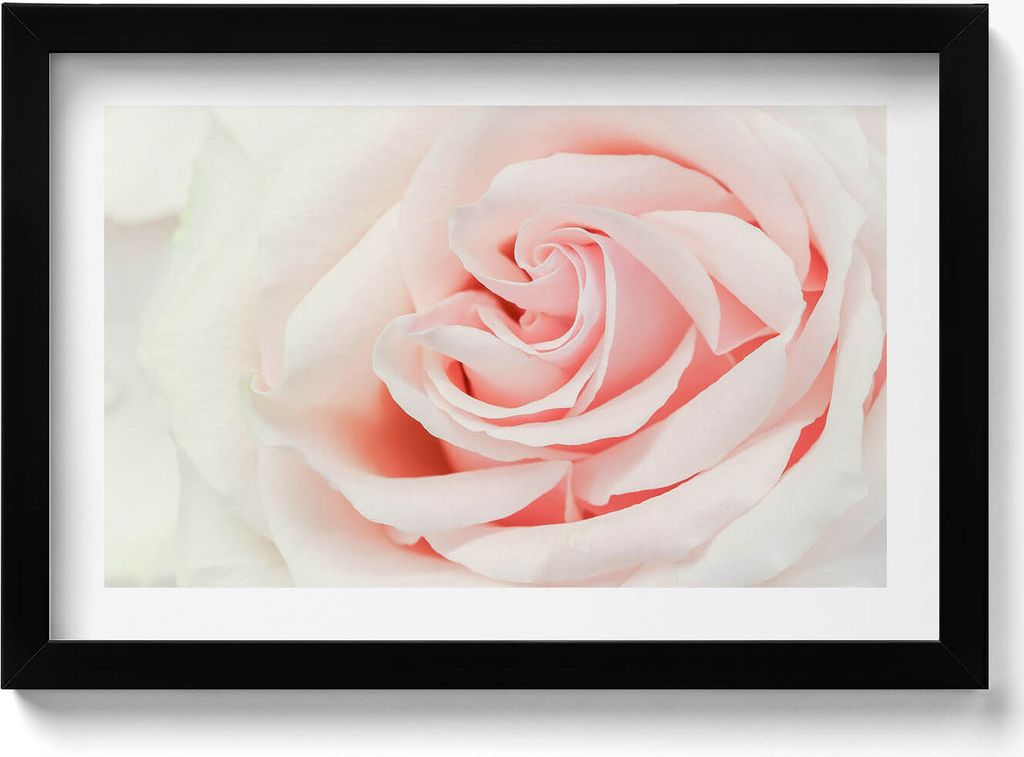 Nahaufnahme von Rosenblüten– Wandbild mit Rahmen – Gerahmtes Bild – Wanddekoration – 30x20 cm – Schwarz Rahmen