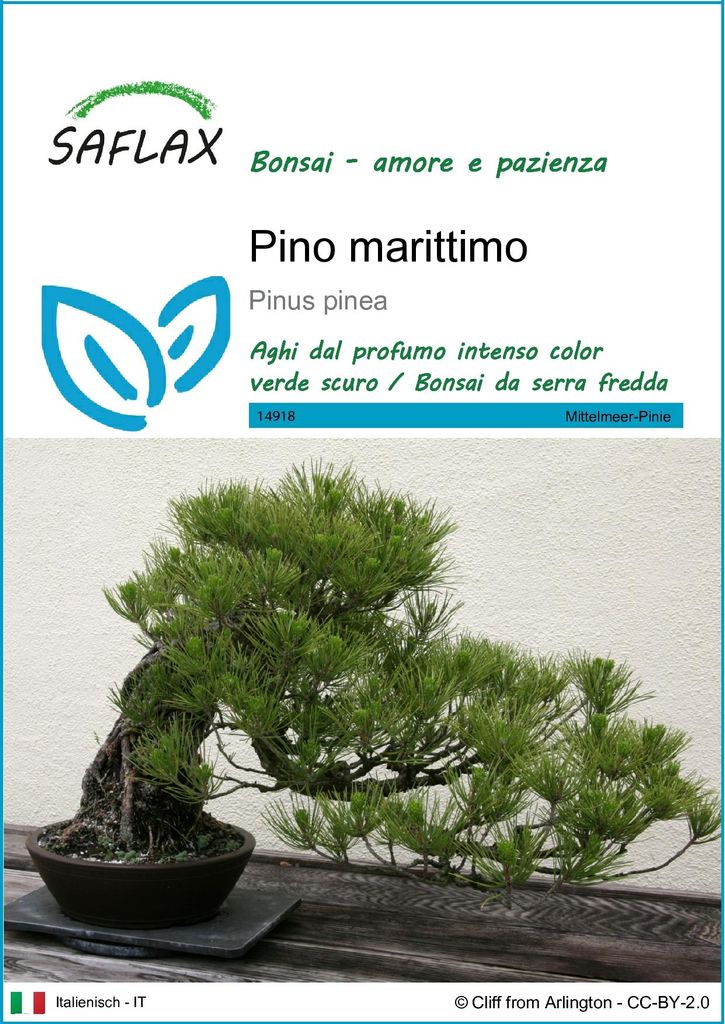 SAFLAX  - Pino marittimo - 6 semi - Pinus Immagine del prodotto 