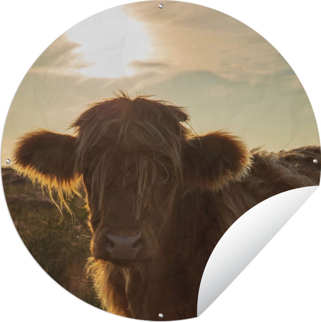 MuchoWow Gartenposter Outdoor-Poster Rund Schottischer Highlander - Sonnenuntergang - Gras Ø 60 cm Gartendeko Rundes Poster draußen