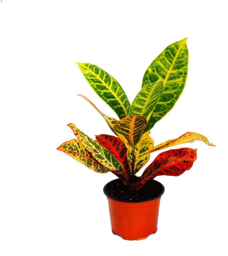 Exotické srdce - Zázračný keř - Codiaeum "Petra" - 1 Obrázek produktu 