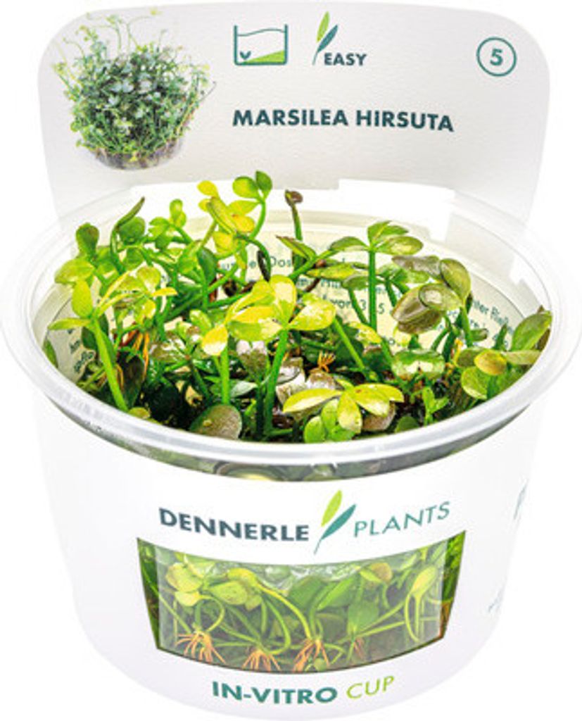 Zwergkleefarn - Marsilea hirsuta