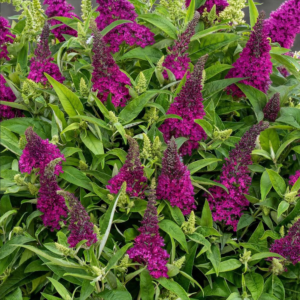 Krzew motylkowy Buddleja davidii Butterfly Candy Little Zdjęcie produktu 