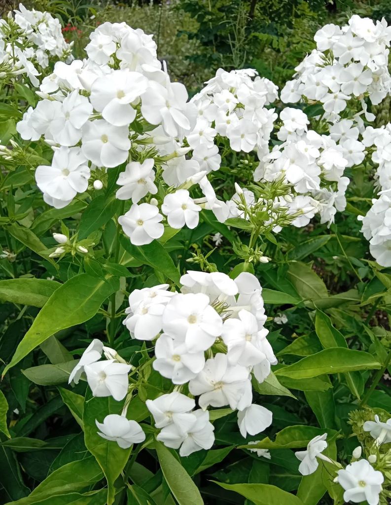 3 Stück Stauden Große Flammenblume Phlox paniculata David Produktbild 