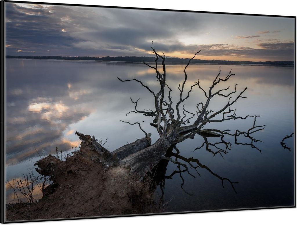 Wallario Wandbild Baum im Abendlicht, Größe: 61 x 91,50 cm, Poster mit schwarzem Aluminiumrahmen