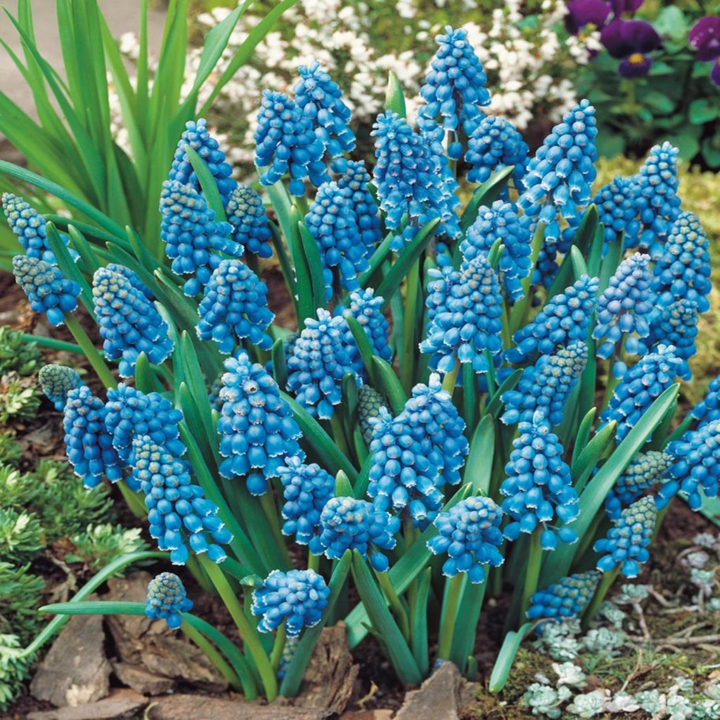 Muscari Bulbes de fleurs Bulbes de fleurs Jacinthe de Image du produit 