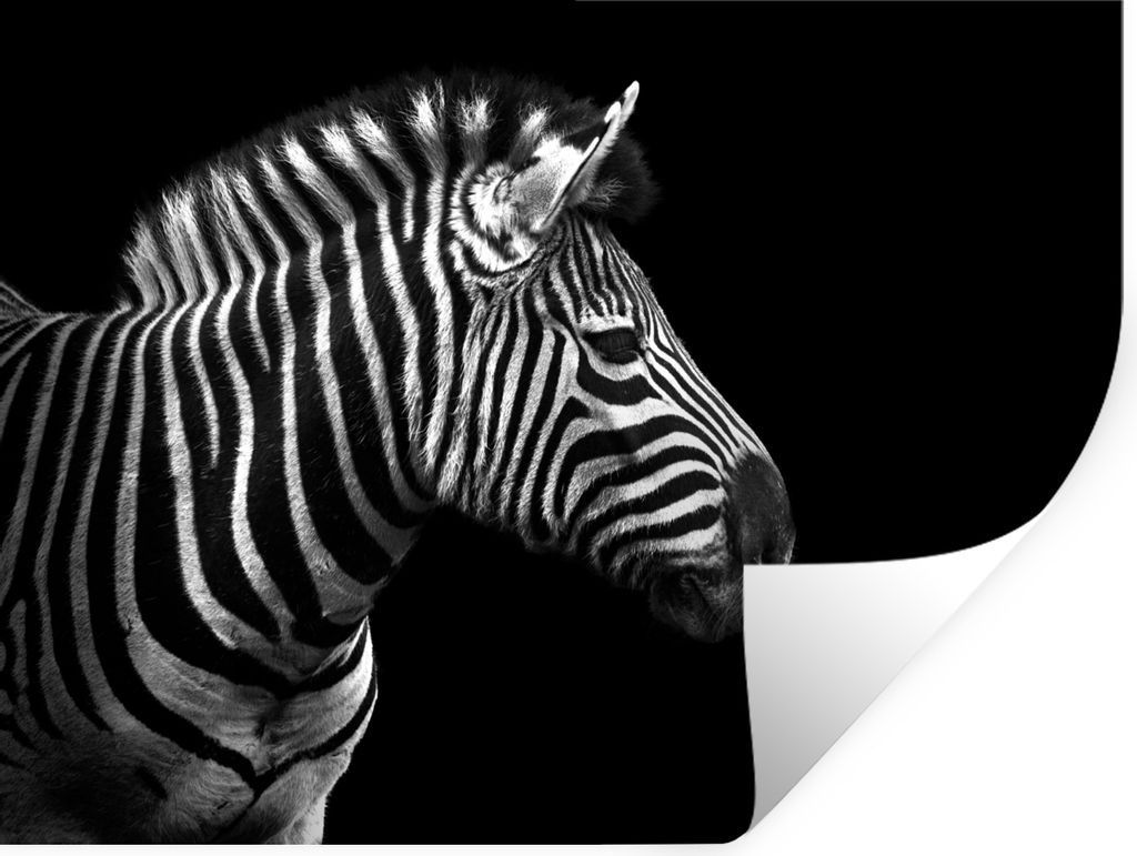 MuchoWow Wandtattoo Wandsticker Wandaufkleber Zebra - Schwarz - Weiß - Porträt - Tiere 40x30 cm Selbstklebend und Repositionierbar - Faltenfrei