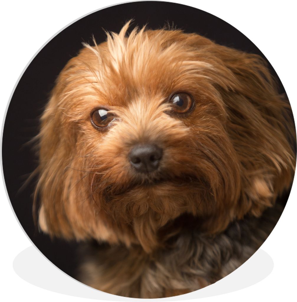 MuchoWow Rundes Wandbild - Runde Bilder Porträt eines goldbraunen Yorkshire Terriers Ø 30 cm Kreis Wanddekoration Kunststoff - Wandkreis - Wand...