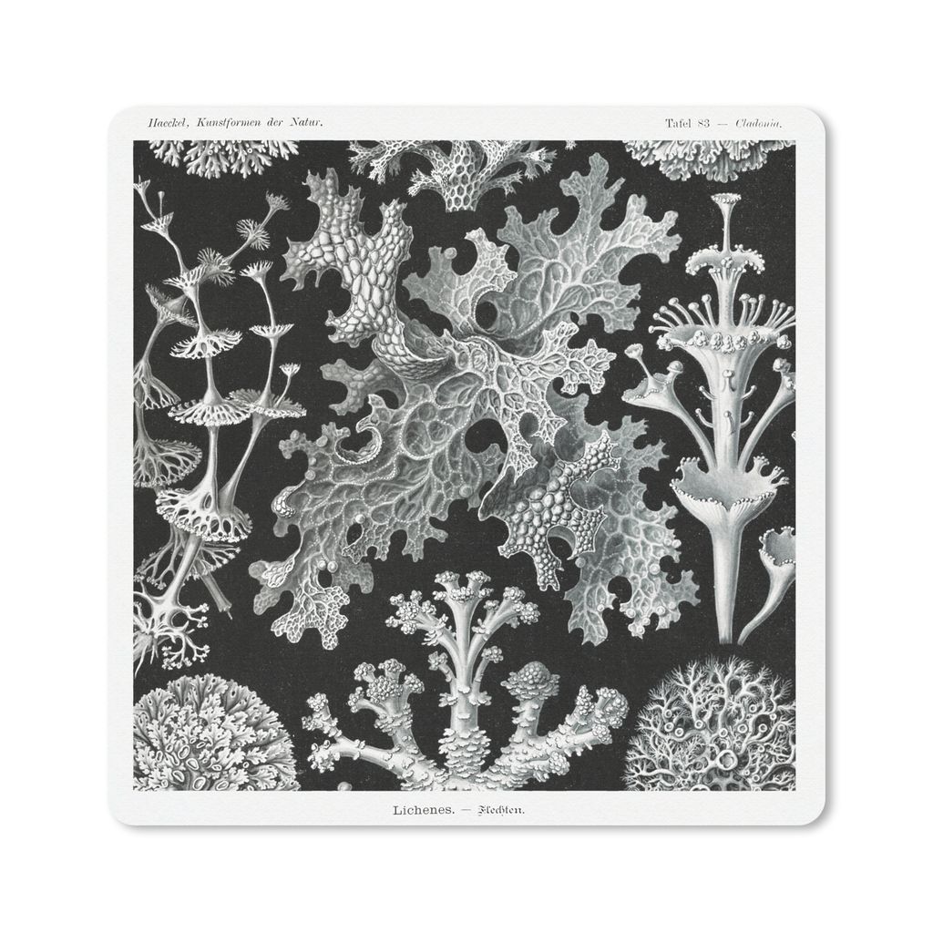MuchoWow Mauspad Mousepad Kunst - Koralle - Ernst Haeckel - Alte Meister - Natur 20x20 cm - Mousepads - Maus Mat - Pad - Mausunterlage - Desk Mat...