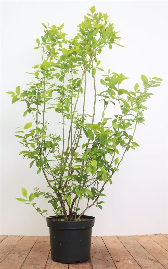 Vaccinium corymbosum 'Ama', Heidelbeere, 40–60 cm
