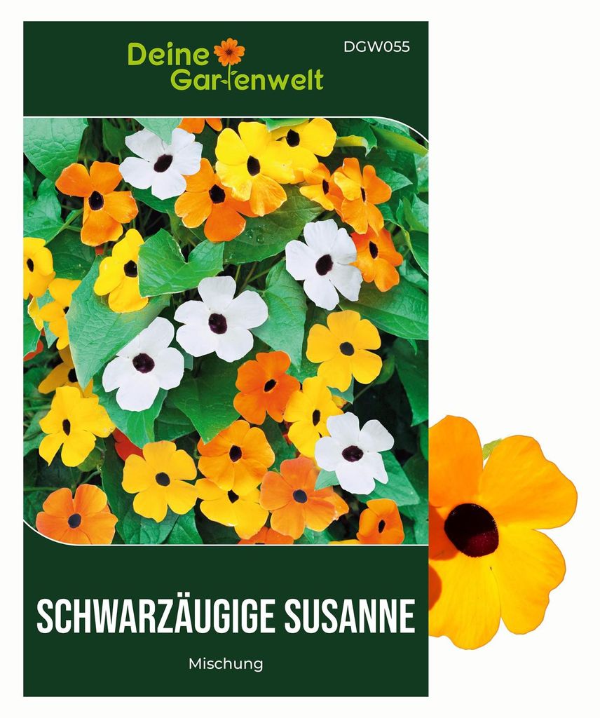 Schwarzäugige Susanne Mischung Samen - Thunbergia alata - Produktbild 