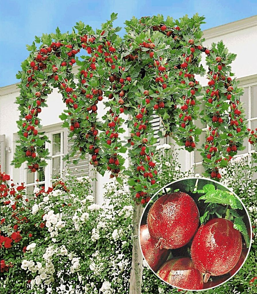 BALDUR Garten 1x Stachelbeer-Stämmchen 'Captivator', Produktbild 