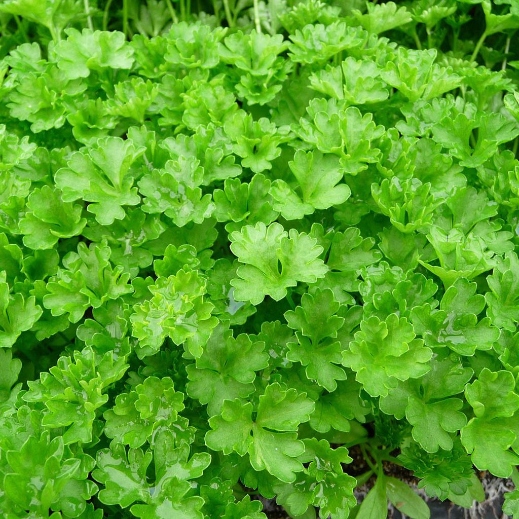 6 x Petržel - Petroselinum crispum | květináč 9 cm x 9 cm Obrázek produktu 