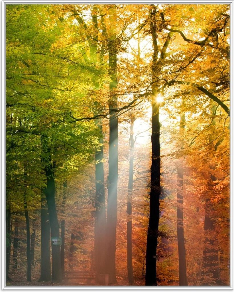 Wallario Wandbild Sonnenuntergang im Herbstwald, Größe: 40,30 x 50,30 cm, Poster mit weißem Aluminiumrahmen