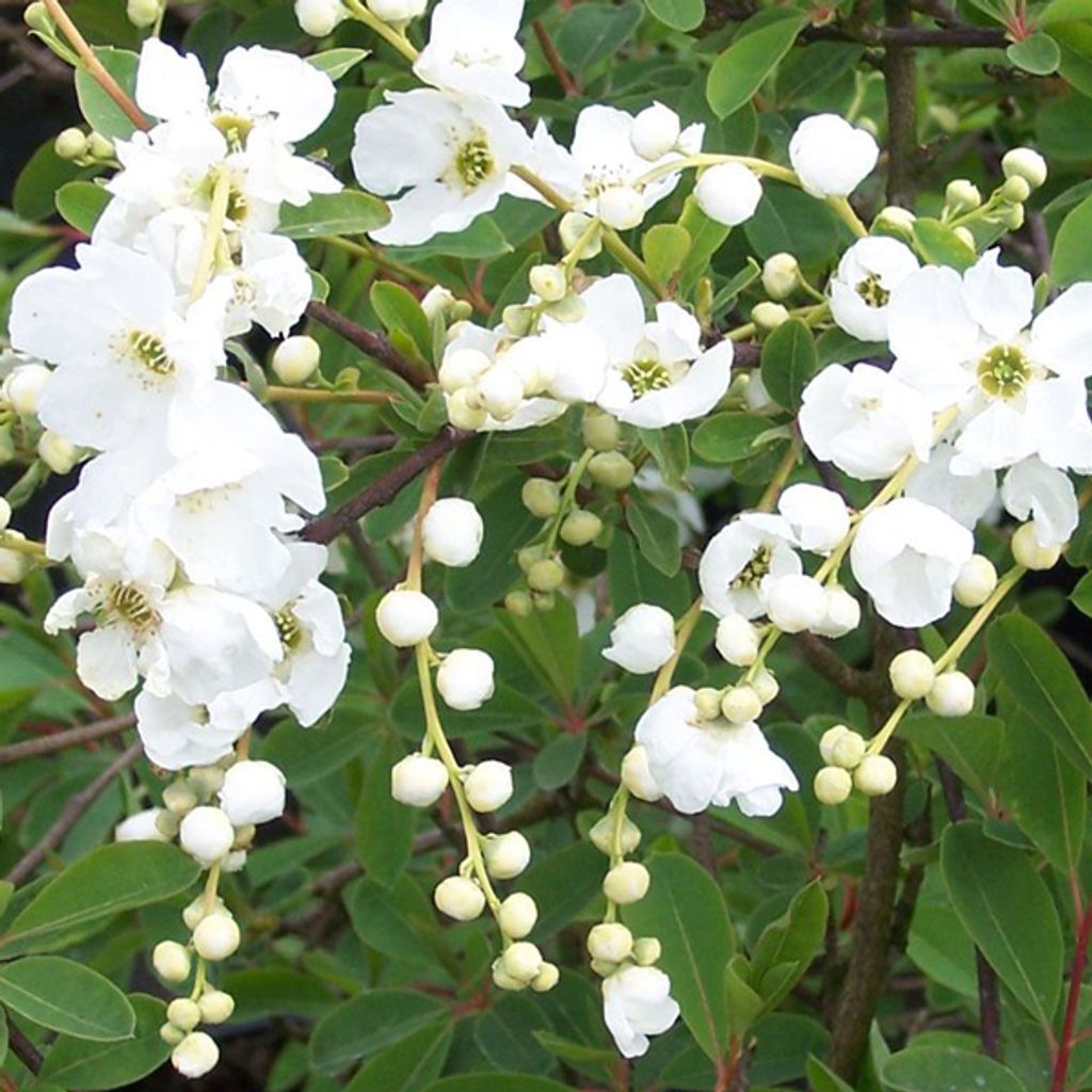 2 x  Prunkspiere  - Exochorda 'The Bride'  | 50-60 cm v Obrázok produktu 