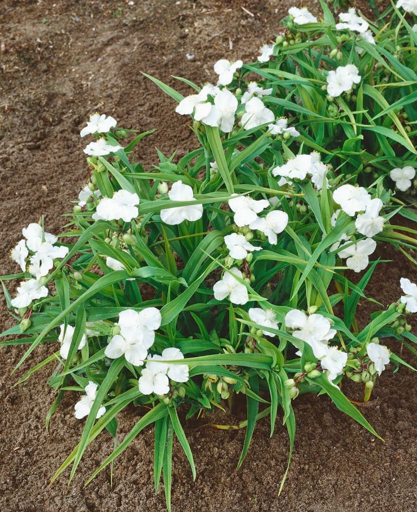 Tradescantia x andersoniana 'Innocence', weiß, ca. 9x9 cm Topf