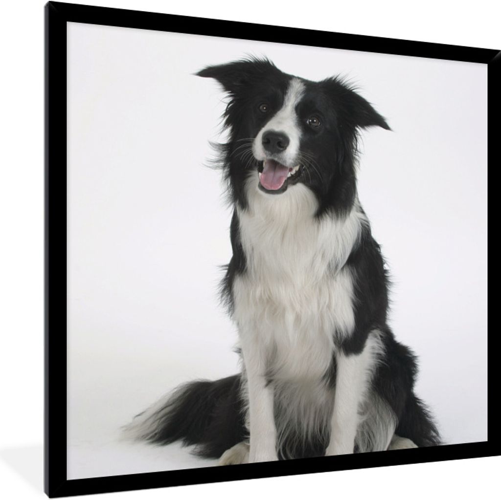 MuchoWow Gerahmtes Poster Porträt eines wohlerzogenen Border Collie im Sitzen 40x40 cm - Poster mit Schwarzem Bilderrahmen Wandposter Rahmen Fot...