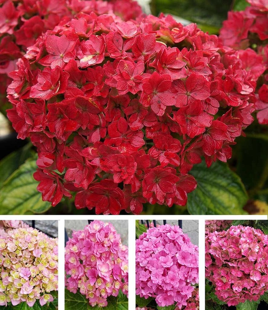 BALDUR Garten 1x 5-Stufen Hortensie Together , Pflanze im 2 Liter-Topf, Hydrangea macrophylla You&Me Together , Gartenhortensie winterhart, pfl...