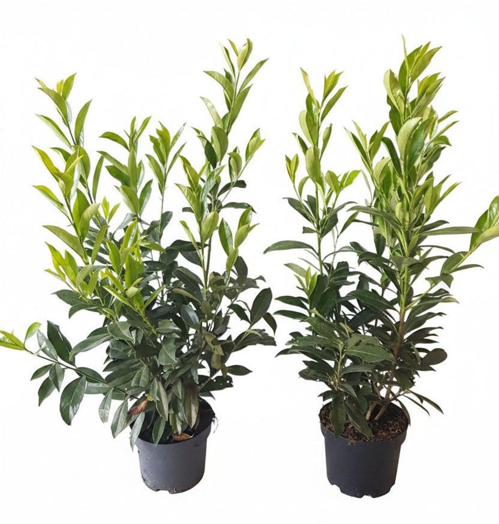 10x Kirschlorbeer Caucasica 60–80 cm | Winterharte Produktbild 
