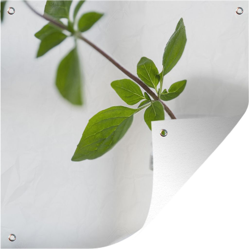 MuchoWow 50x50 cm Outdoor-Poster Gartendeko Sichtschutz Garten Poster für den Garten Ein einzelner Oregano-Zweig in einem Glasgefäß in einer ...